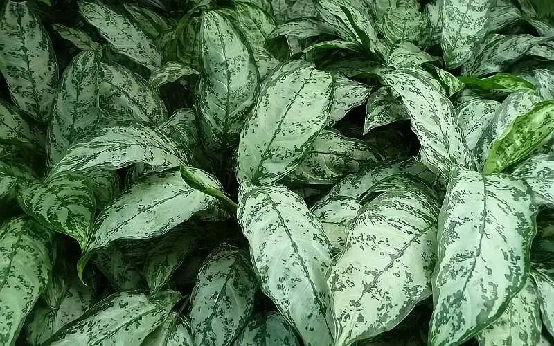 3. Cây cảnh: Ngân hậu: Ngân hậu (Aglaonema marantifolium) với những chiếc lá loang xanh trắng nhìn như bạc khiến chúng mang vẻ sang trọng, quý phái.