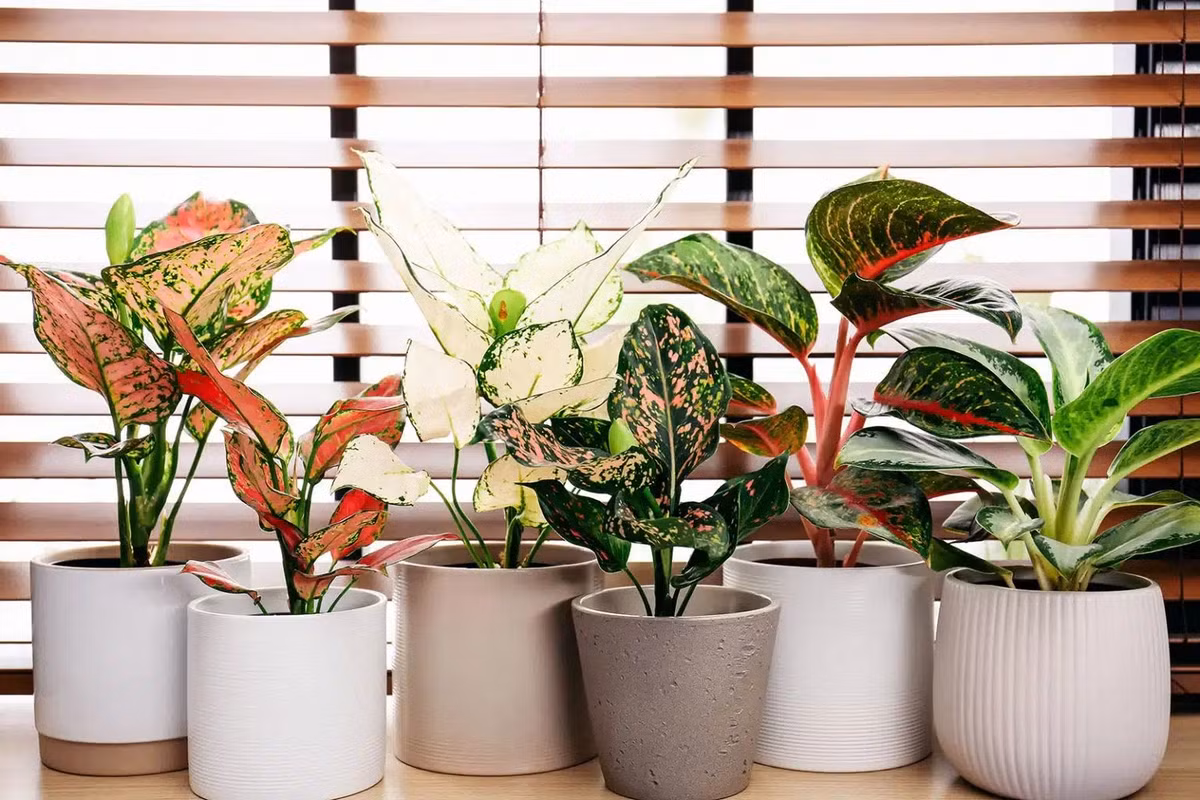 br/> Cây cảnh này cũng có hoa nhưng hoa không đẹp, trong khi đó, những chiếc lá của chúng giống như bảng màu rực rỡ, mỗi cây mỗi vẻ, vô cùng lộng lẫy, xinh đẹp. 