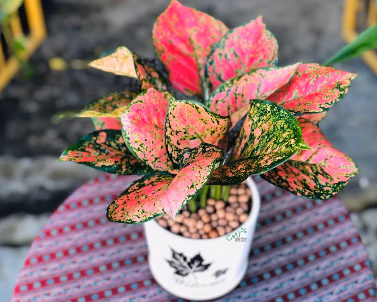 Kết hợp 2 từ này lại, ta có thể hiểu vạn lộc có ý nghĩa rằng sự may mắn, phúc lộc sẽ đến không bao giờ hết, đặc biệt là khi cây ra hoa. Đây là một điềm lành báo hiệu tài lộc nảy nở trong gia đình.