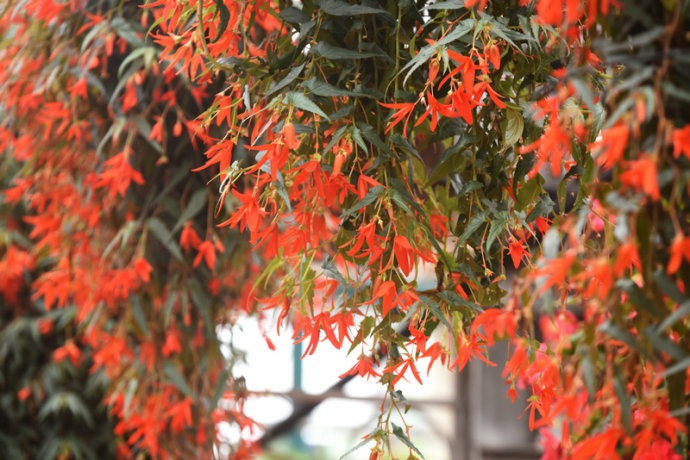 Sự lựa chọn lý tưởng cho thu hải đường thân rủ là loại đất mùn, thoát nước tốt dành cho cây trồng trong nhà. Những giá thể này có chất khoáng, rêu than bùn hoặc đá trân châu. Ảnh minh họa Toutiao