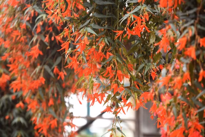 Sự lựa chọn lý tưởng cho thu hải đường thân rủ là loại đất mùn, thoát nước tốt dành cho cây trồng trong nhà. Những giá thể này có chất khoáng, rêu than bùn hoặc đá trân châu. Ảnh minh họa Toutiao