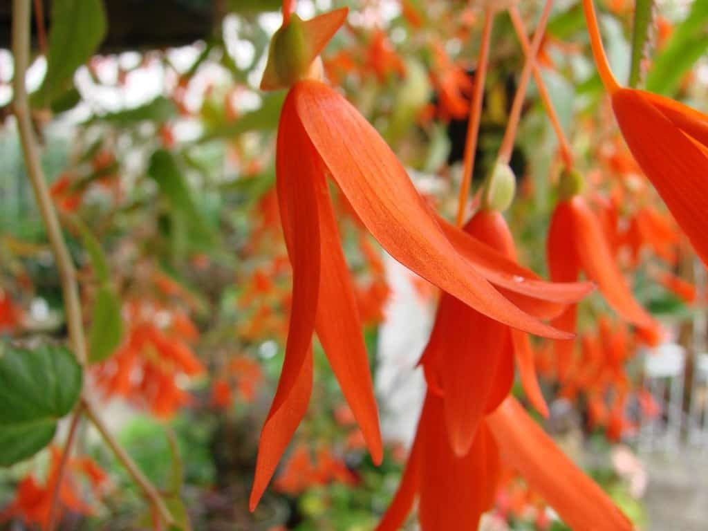 Ánh sáng lý tưởng để trồng cây cảnh này là bán râm. Cho dù nhiều cây thu hải đường khác có thể phát triển mạnh dưới ánh sáng đầy đủ nhưng với Santa Cruz thì không nên phơi dưới ánh nắng trực tiếp. Nắng nóng có thể làm cháy những chiếc lá mỏng manh của nó. Ảnh minh họa plantly