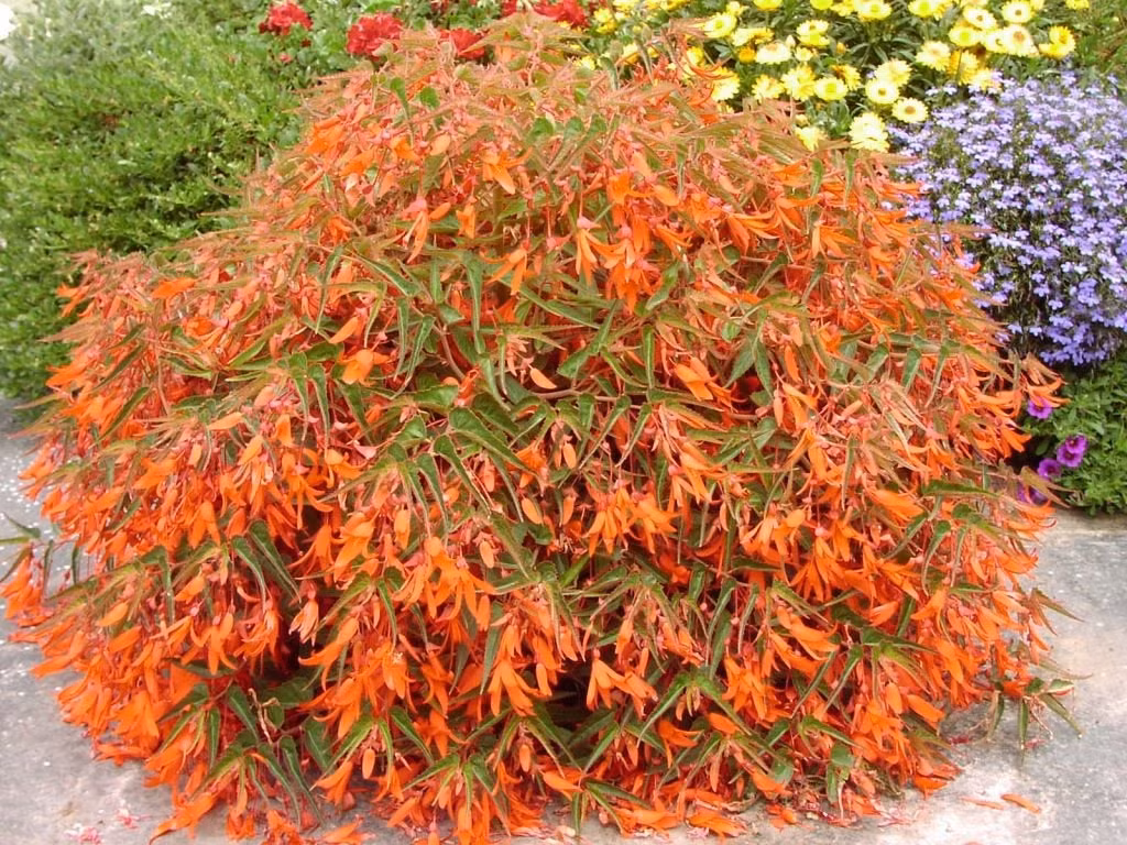  Hoa thu hải đường được xem là hình ảnh của mùa thu, một mùa đẹp nhất trong năm mang một ý nghĩa về sự lãng mạn và nhẹ nhàng. Ảnh minh họa valley view