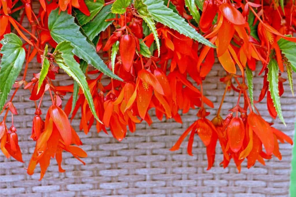  Thu hải đường thân rủ, tên khoa học là Begonia boliviensis, là một loài nhỏ thuộc chi thu hải đường (Begonia), họ Thu hải đường (Begoniaceae). Khi bạn tìm kiếm Begonia boliviensis, bạn sẽ tìm thấy nhiều loại khác nhau. Nhưng nổi bật nhất là thu hải đường thân rủ Santa Cruz (Begonia Boliviensis 'Santa Cruz'). Ảnh minh họa plantly