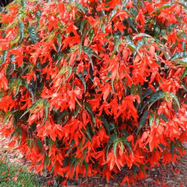  Thu hải đường là loài cây không có độc, có vị chua đắng, tính mát và được dùng như một vị thuốc giải độc, điều trị đau họng, bổ gan, trị mụn nhọt,... Ảnh minh họa gardencrossings