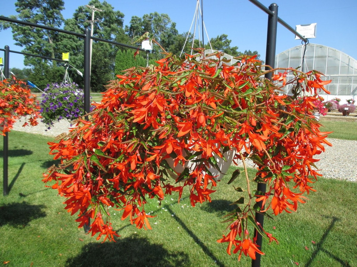 Màu đỏ của hoa được cho là mang lại phú quý, tiền tài, giàu có và may mắn cho gia đình. Ảnh minh họa rotarygardens 
