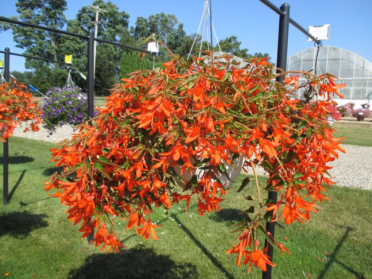 Màu đỏ của hoa được cho là mang lại phú quý, tiền tài, giàu có và may mắn cho gia đình. Ảnh minh họa rotarygardens 