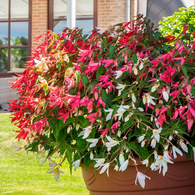 Ngoài ra hoa còn tưởng trưng cho sự quan tâm và chăm sóc, nếu bạn được ai đó tặng một chậu thu hải đường thì chính là người muốn gửi đến bạn một lời quan tâm sâu sắc. Ảnh minh họa gurneys