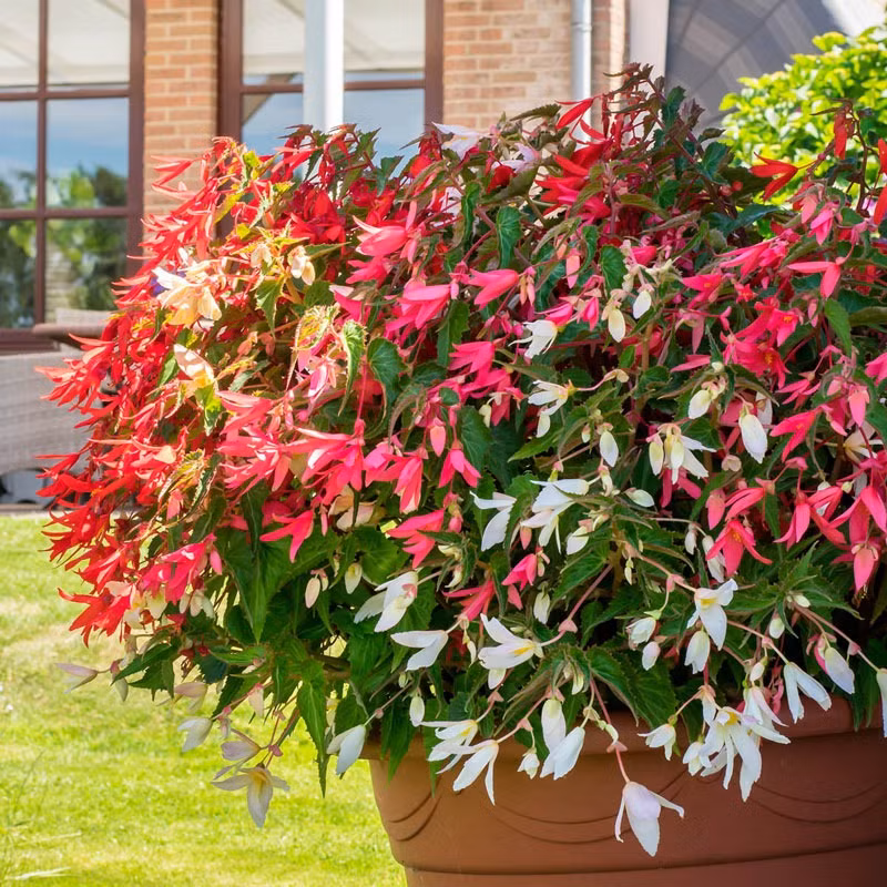 Ngoài ra hoa còn tưởng trưng cho sự quan tâm và chăm sóc, nếu bạn được ai đó tặng một chậu thu hải đường thì chính là người muốn gửi đến bạn một lời quan tâm sâu sắc. Ảnh minh họa gurneys