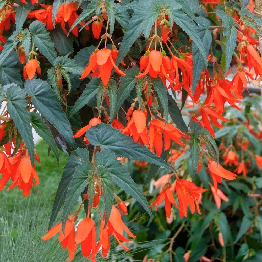 Do đó, bạn có thể đặt cây cảnh ở nơi có ánh sáng được lọc ở cửa sổ hướng Tây Nam hoặc trên sân, nơi có một phần ánh nắng. Nếu bạn trồng ngoài trời có thể cung cấp cho chúng một phần bóng râm, bạn có thể treo giỏ hoa dưới tán cây rậm rạp.Ảnh minh họa Toutiao