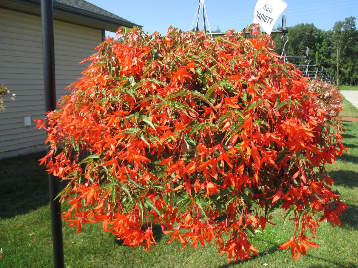 Nhiều người tin rằng loài hoa này còn là biểu tượng của sự dũng cảm, nhiệt huyết, và quyết đoán một phong cách tươi trẻ, một tác phong của một tâm hồn đầy tinh tế, sâu sắc và nội tâm. Ảnh minh họa rotarygardens