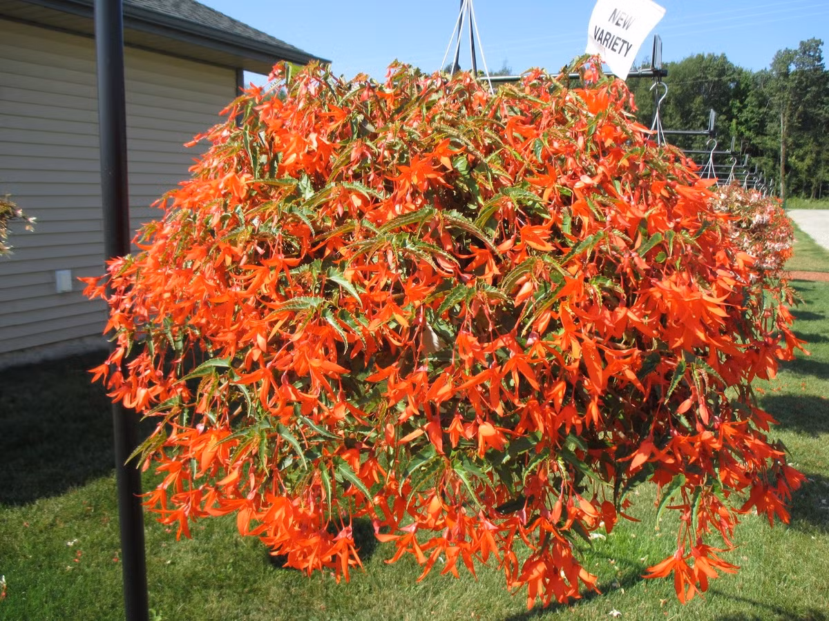 Nhiều người tin rằng loài hoa này còn là biểu tượng của sự dũng cảm, nhiệt huyết, và quyết đoán một phong cách tươi trẻ, một tác phong của một tâm hồn đầy tinh tế, sâu sắc và nội tâm. Ảnh minh họa rotarygardens