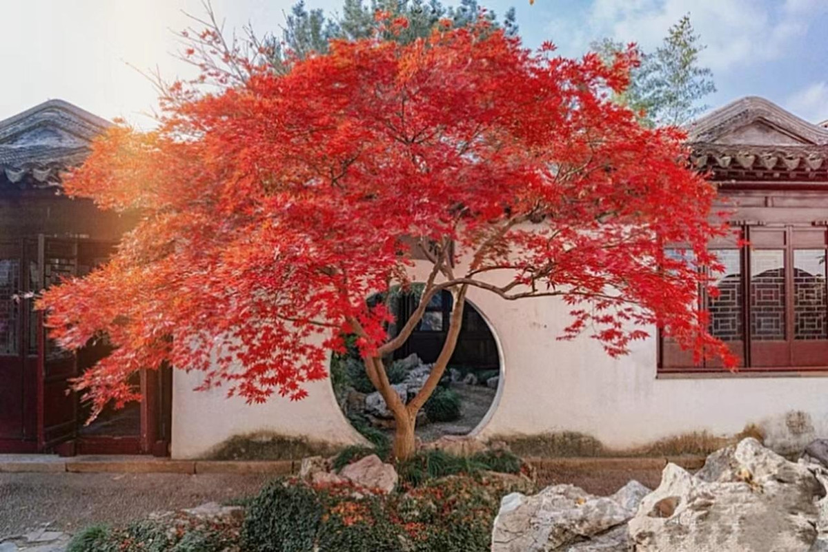  Mỗi khi mùa thu lặng lẽ đến, những chiếc lá phong đỏ bắt đầu dần chuyển sang màu đỏ khiến cây phong như được thắp lửa rực rỡ. Hình ảnh cây phong đỏ mang lại cảm giác ấm áp tràn đầy năng lượng, thắp sáng hy vọng, hạnh phúc cho gia đình. 