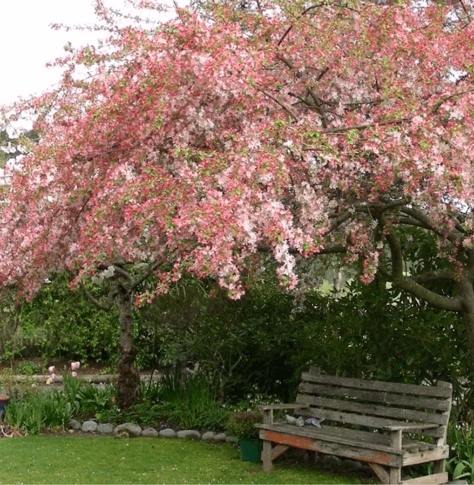  Cây cảnh phong thủy này còn tượng trưng cho vàng ngọc đầy nhà. Hoa tây phủ hải đường tượng trưng cho địa vị và sự giàu có, và việc bảo dưỡng chúng tại nhà mang ý nghĩa chào đón sự giàu có và may mắn. 
