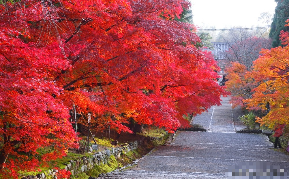  Trong phong thủy, màu đỏ cũng đóng vai trò quan trọng, là màu sắc của tài lộc và sự thịnh vượng. Do đó, người xưa thích trồng cây phong trước cửa. Cây cảnh này mang đến cho mọi người một cái nhìn mới, ấm áp, vui tươi và bình yên và không khí lễ hội. 