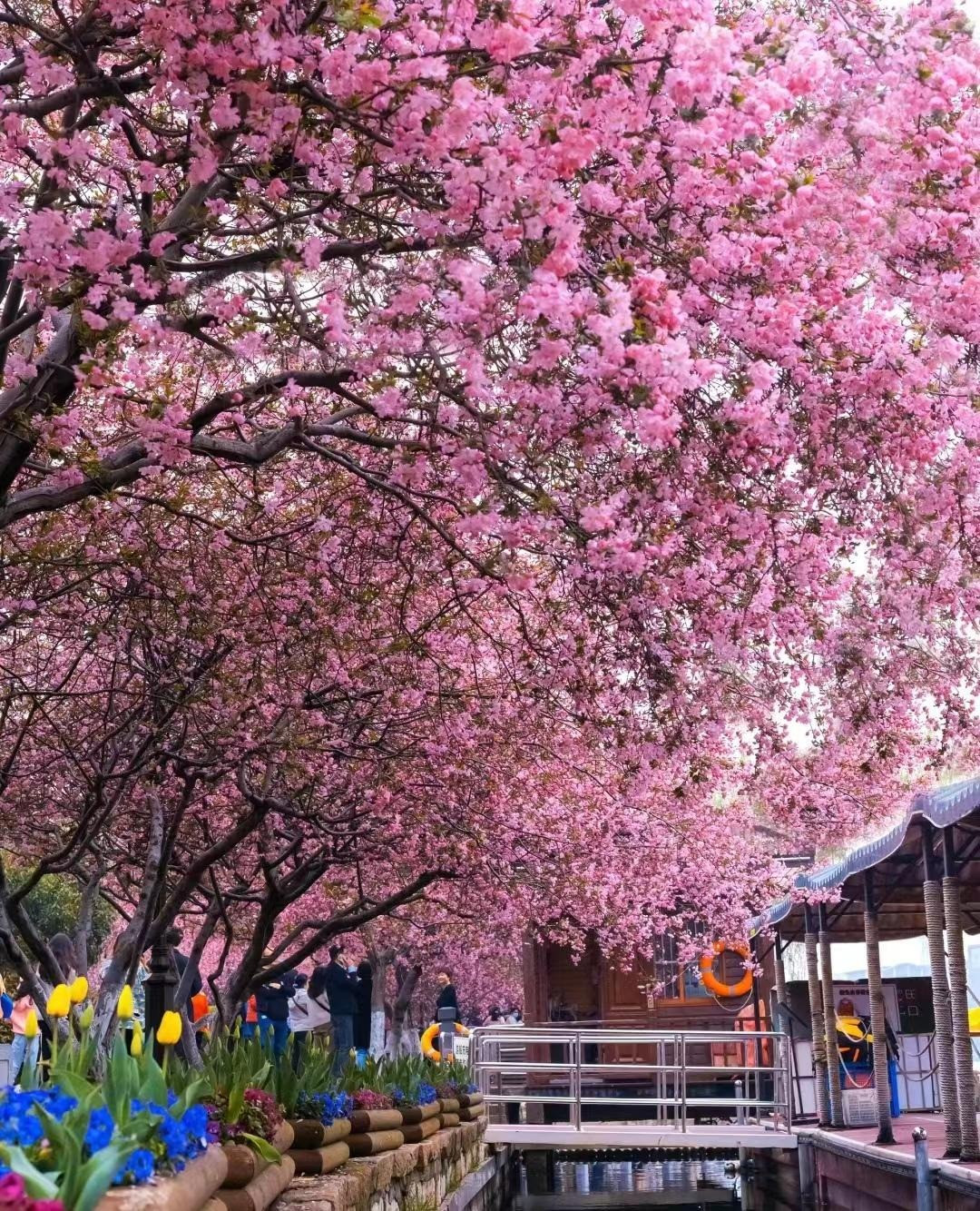 Vào mùa xuân, hoa tây phủ hải đường nở rộ đặc biệt đẹp. Những bông hoa mềm mại và thanh nhã, phủ kín cành, tươi đẹp không tì vết, duyên dáng và kiêu hãnh. Người xưa nói: "Tây phủ hải đường trong nhà, gia đình thịnh vượng, vàng ngọc đầy nhà" hay “Tây phủ hải đường sống tại gia, phú quý tự nhiên đến”. 