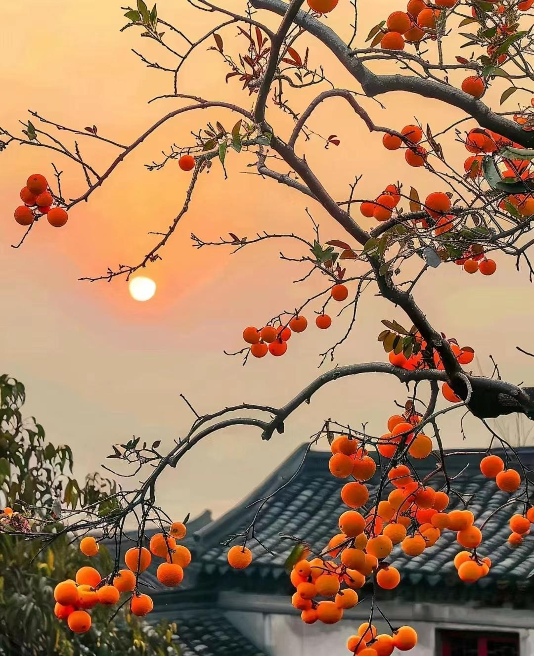 Người xưa có câu: "Phía Đông trồng lựu là vàng, phía Tây trồng hồng là bạc" nhằm nhấn mạnh ý nghĩa tốt lành của cây hồng và lựu. Theo người xưa, cây hồng là lời chúc may mắn, cát tường. 