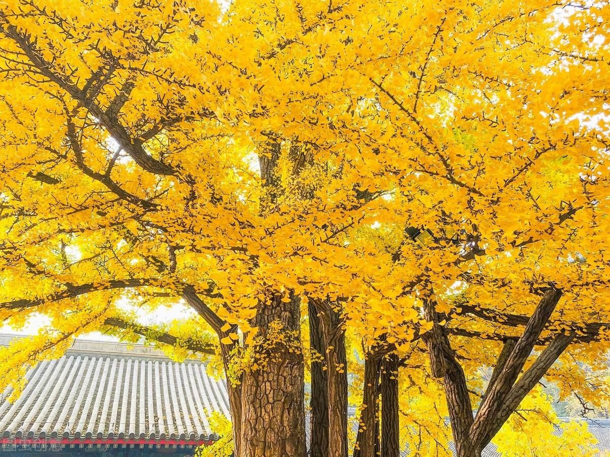 Cây bạch quả có dáng vẻ đẹp đẽ, vào mùa xuân hè, lá cây xanh tươi như những chiếc quạt nhỏ, trơn bóng như ngọc, tươi tắn và đẹp đẽ. Với cơn gió thu dịu dàng thổi qua, những chiếc lá biến đổi thành màu vàng rực rỡ, rải xuống cơn mưa vàng trước cửa nhà bạn và trải vàng dưới mặt đất. Ảnh minh họa Toutiao