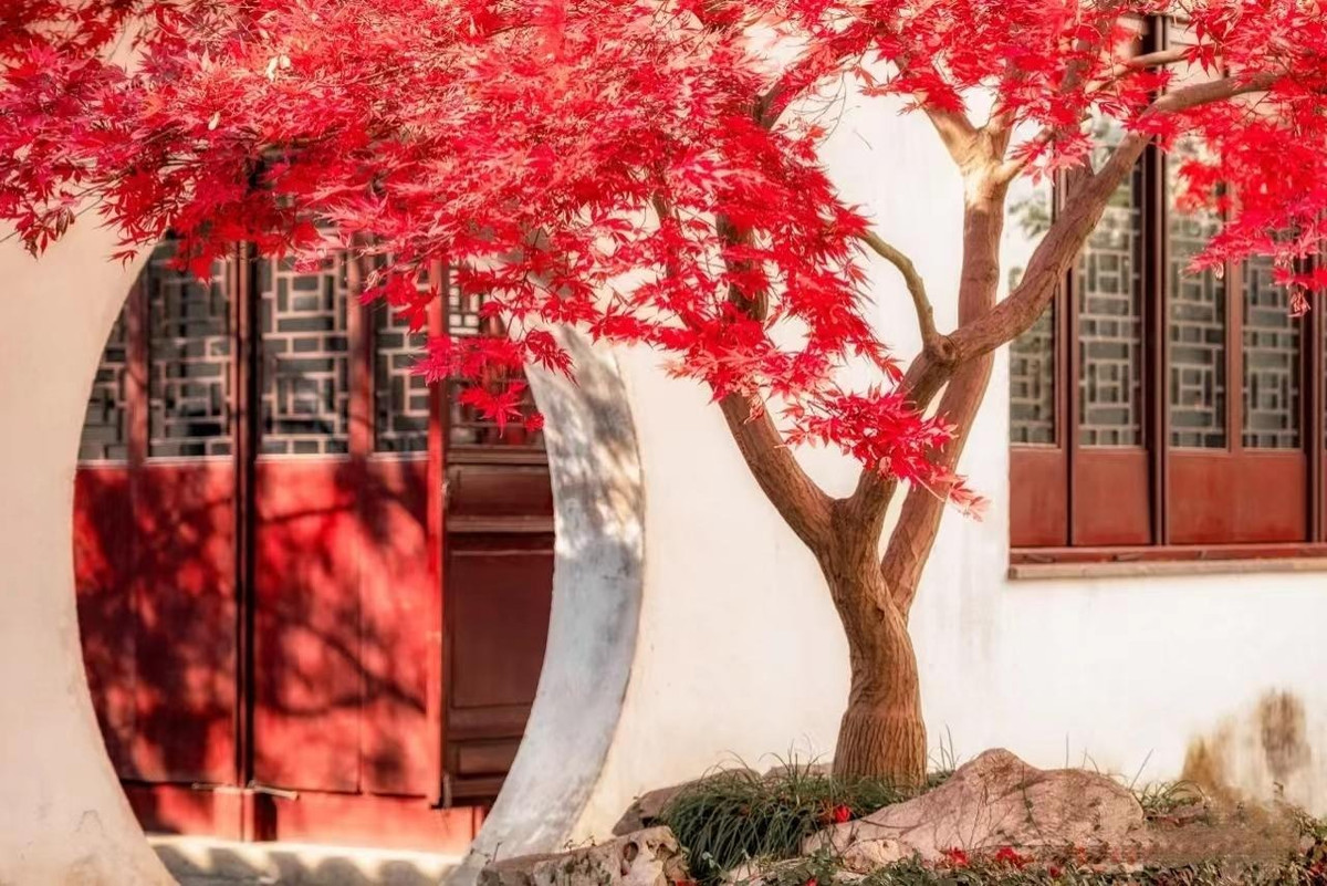  Cây phong đỏ là loài cây rất đẹp với những chiếc lá nhiều màu sắc, hình dáng lá rất đẹp, duyên dáng, đặc biệt là vào mùa thu. Khi mùa thu đến, lá phong đỏ sẽ chuyển dần từ xanh sang vàng, cam rồi cuối cùng là đỏ rực, mang đến cho con người một cảm giác mới lạ.
