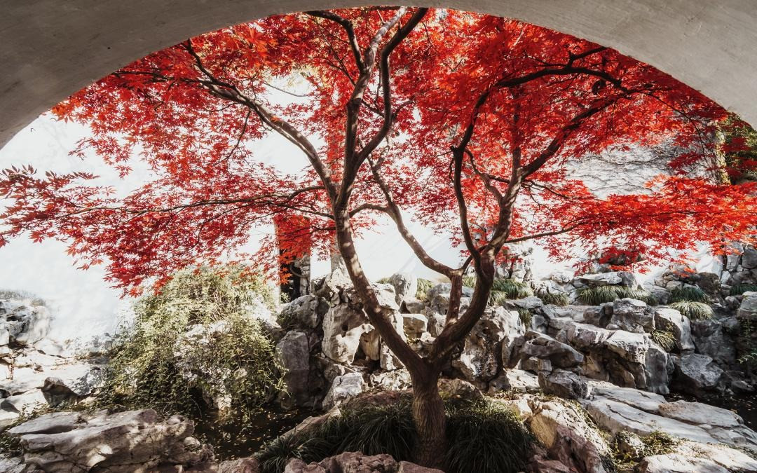 Cây phong đỏ, báu vật của thiên nhiên, ẩn chứa nhiều ý nghĩa đẹp đẽ. Người xưa cho rằng, cây phong đỏ tượng trưng cho một cuộc sống thịnh vượng, may mắn, đồng thời cũng tượng trưng cho sự khao khát, nhiệt huyết và tình yêu chân thành. 