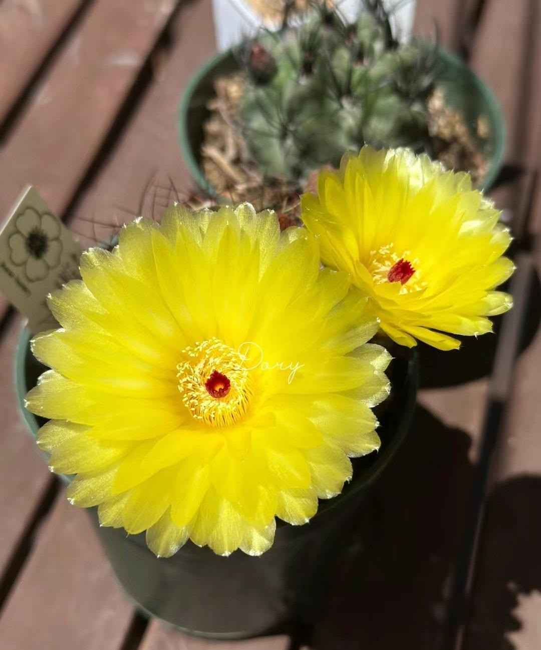 Hamato là loài xương rồng được mệnh danh là “cỗ máy ra hoa” vì loài cây này không chỉ có hoa ấn tượng mà còn sinh sôi, nảy nở rất nhiều hoa trong suốt quá trình sinh trưởng của mình. Tuy thân hình gai góc nhưng những bông hoa của xương rồng hamato lại cực kỳ mềm mại, quyến rũ, xinh đẹp. Ảnh minh họa Toutiao 