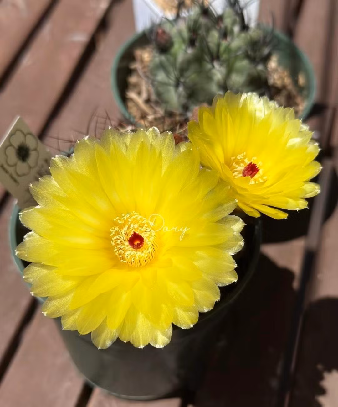 Hamato là loài xương rồng được mệnh danh là “cỗ máy ra hoa” vì loài cây này không chỉ có hoa ấn tượng mà còn sinh sôi, nảy nở rất nhiều hoa trong suốt quá trình sinh trưởng của mình. Tuy thân hình gai góc nhưng những bông hoa của xương rồng hamato lại cực kỳ mềm mại, quyến rũ, xinh đẹp. Ảnh minh họa Toutiao 