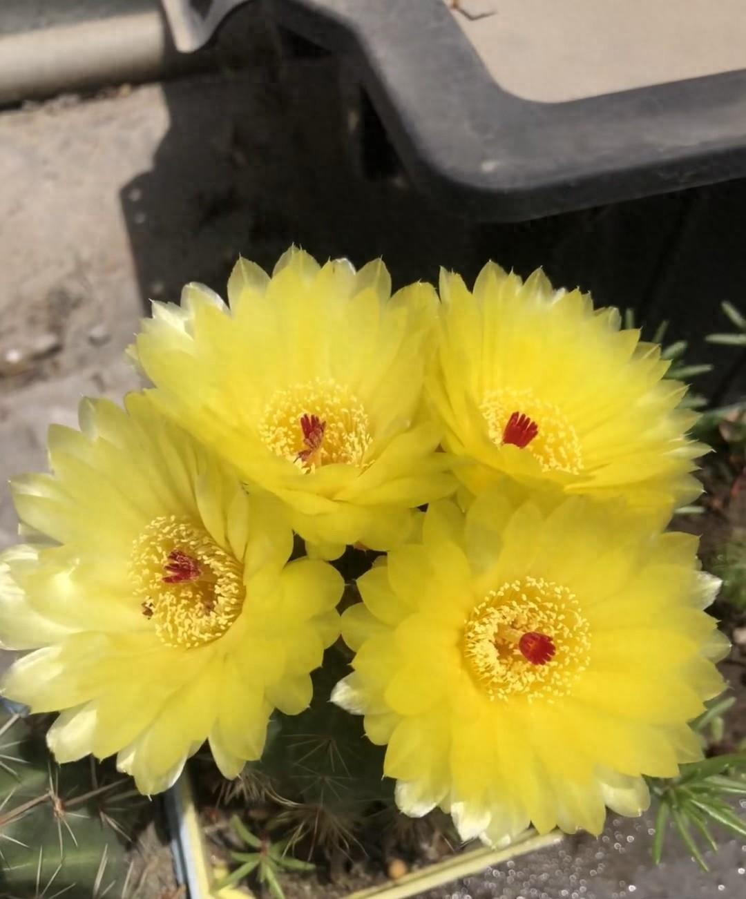  Loài xương rồng nói chung và xương rồng Hamato đều có sức sống lâu dài, mạnh mẽ nhưng ít khi nào thể hiện ra ngoài. Do đó, cây cảnh này đại diện cho một con người tuy bề ngoài cứng rắn, mạnh mẽ nhưng bên trong nhiều tình cảm, thủy chung, chỉ biết để trong lòng chứ không thổ lộ ra. Ảnh minh họa Toutiao 