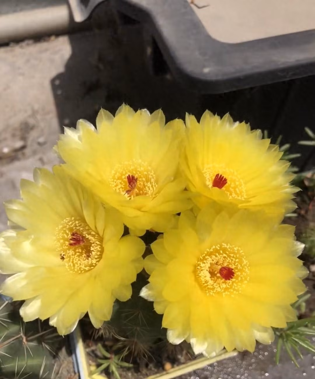  Loài xương rồng nói chung và xương rồng Hamato đều có sức sống lâu dài, mạnh mẽ nhưng ít khi nào thể hiện ra ngoài. Do đó, cây cảnh này đại diện cho một con người tuy bề ngoài cứng rắn, mạnh mẽ nhưng bên trong nhiều tình cảm, thủy chung, chỉ biết để trong lòng chứ không thổ lộ ra. Ảnh minh họa Toutiao 