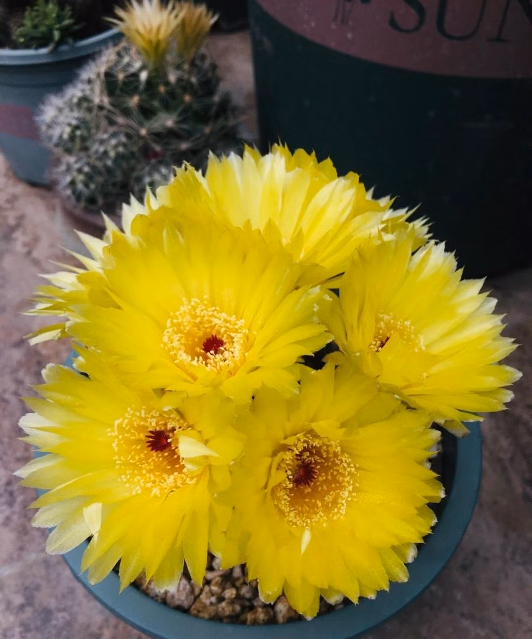 br/> Cây cảnh này đến từ vùng sa mạc châu Mỹ. Trong tiếng Latin cái tên “Hamato” là “Hamatus”, có nghĩa là “cái lưỡi câu” để nói đến đặc điểm của loài xương rồng này có gai dạng móc câu. Ảnh minh họa Toutiao