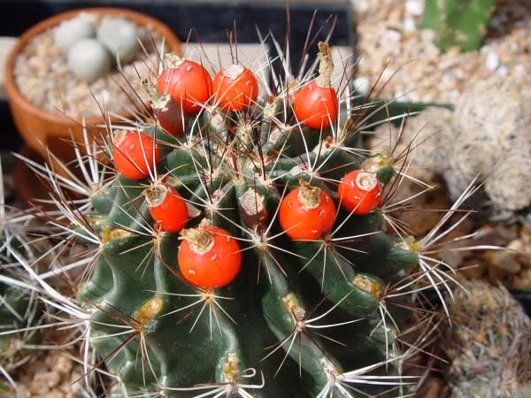 Cây cảnh này thường có hình cầu hoặc hình trụ. Chiều cao và đường kính gần như ngang nhau, nhiều thịt, bề mặt màu xanh là cây, cao khoảng 11-15cm. Cây thường mọc riêng lẻ, đôi khi có các cây con nhỏ được đẻ ra từ gốc. Cây có các gần đều nhau với nhiều gai tỏa ra. Khi cây cảnh chưa nở hoa, ngắm những quả bóng gai này cũng rất thú vị. Ảnh minh họa cactiguide