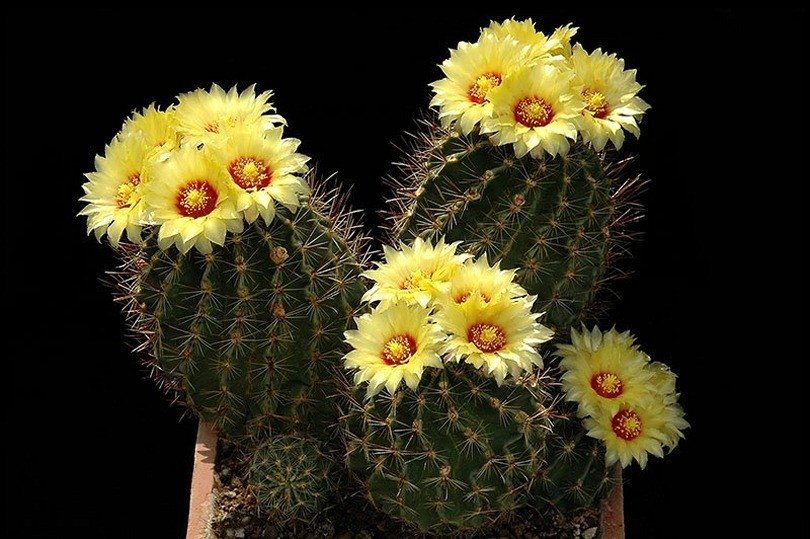  Dù sống tại nơi đất cằn cỏi đến thế, xương rồng vẫn góp nhặt từng chút ít nước hiếm hỏi, tích trữ trong thân cây mọng nước và tràn trề nhựa sống. Cây nhắn nhủ với chúng ta rằng, dù có sống trong hoàn cảnh khó khăn thế nào, cho dù vẻ ngoài gai góc ra sao vẫn nhớ giữ cho tâm hồn mình sự trong trẻo, đẹp đẽ và trái tim yêu đời, yêu người đầy nhựa sống. Ảnh minh họa Toutiao 