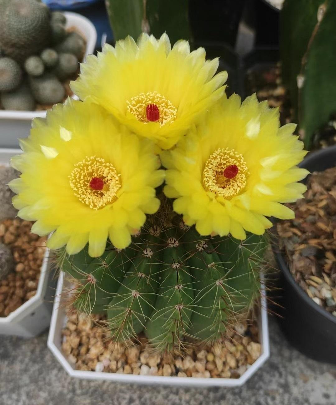  Đặc biệt, loài hoa này có thông điệp là lời tỏ tình thầm kín. Tặng người mình thích một chậu xương rồng để họ chăm sóc và đợi đến ngày cây nở những bông hoa tuyệt đẹp, cũng giống như tình yêu thầm lặng mà họ muốn giấu kín nhưng lại không thể kiềm chế được. Ảnh minh họa Toutiao