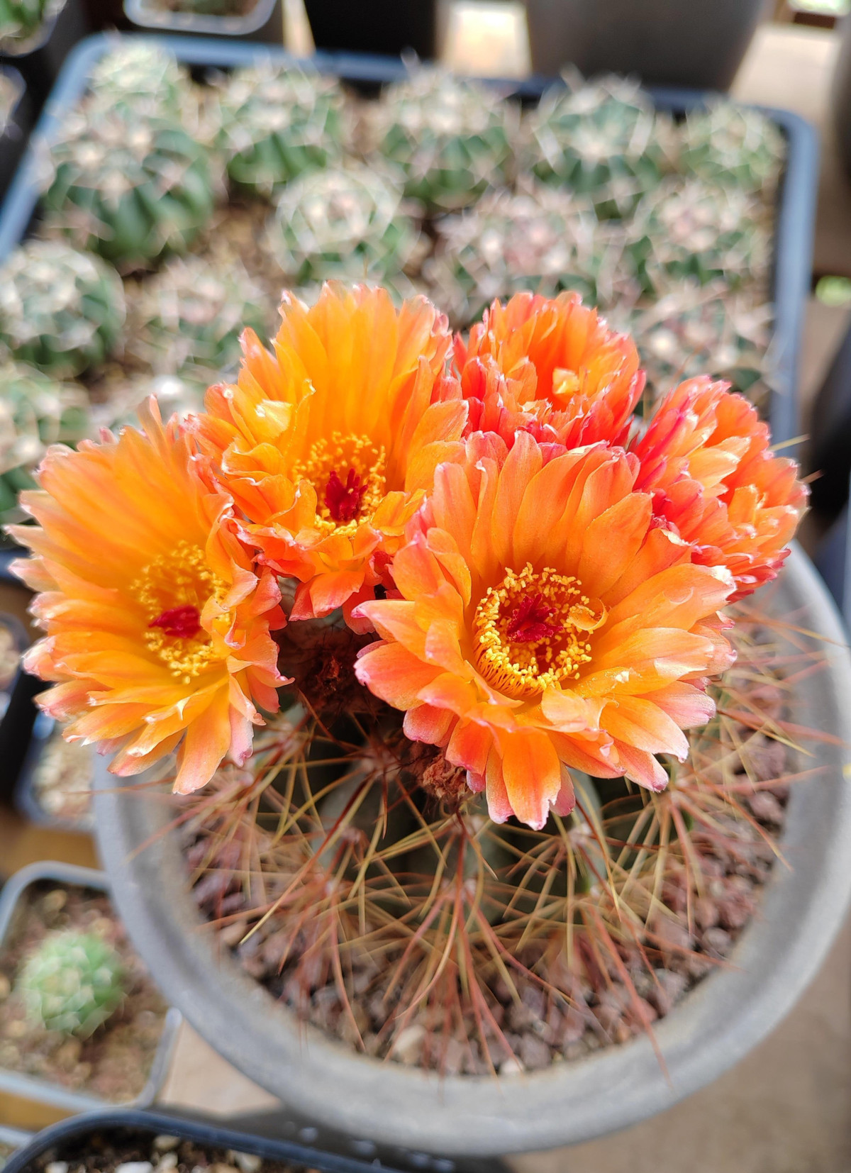 Khi nhìn dưới ánh mặt trời, những bông hoa có màu vàng óng ánh, như thể đang phát sáng, rực rỡ và có giá trị trang trí cao. Hoa có màu vàng, màu đỏ, màu cam nhưng giống hoa màu vàng phổ biến hơn. Ảnh minh họa Toutiao