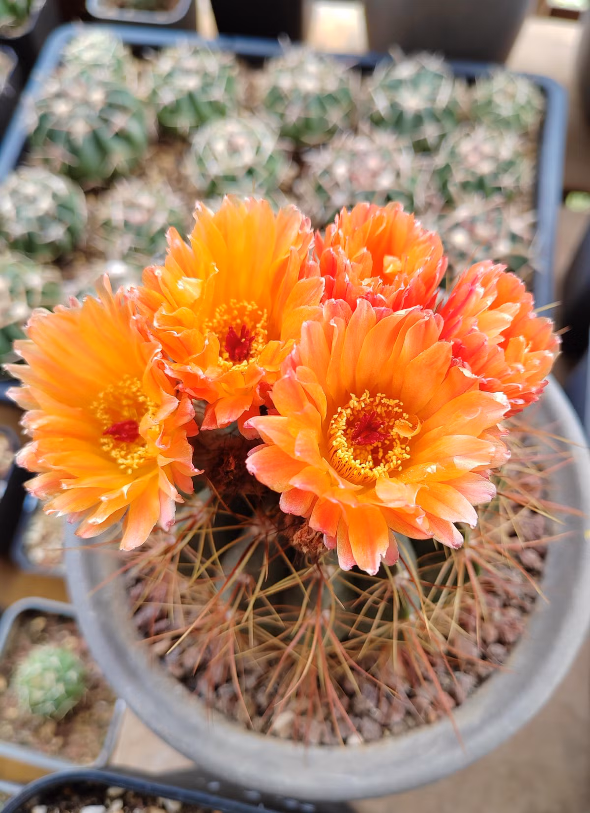 Khi nhìn dưới ánh mặt trời, những bông hoa có màu vàng óng ánh, như thể đang phát sáng, rực rỡ và có giá trị trang trí cao. Hoa có màu vàng, màu đỏ, màu cam nhưng giống hoa màu vàng phổ biến hơn. Ảnh minh họa Toutiao