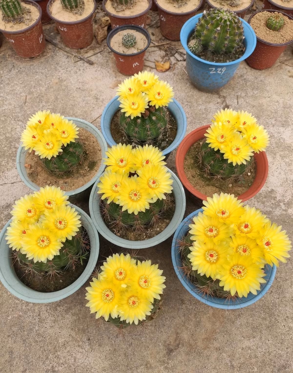  Những bông hoa Hamato có màu vàng óng, đường kính khoảng 4-5cm, nhiều lớp cánh hoa phân bố thành hình hoa thị, trong suốt, màu sắc tươi sáng như thể chúng được phủ một lớp bột huỳnh quang, phần nhụy màu đỏ ứng và tỏa ra một mùi thơm nhè nhẹ đặc trưng. Ảnh minh họa Toutiao