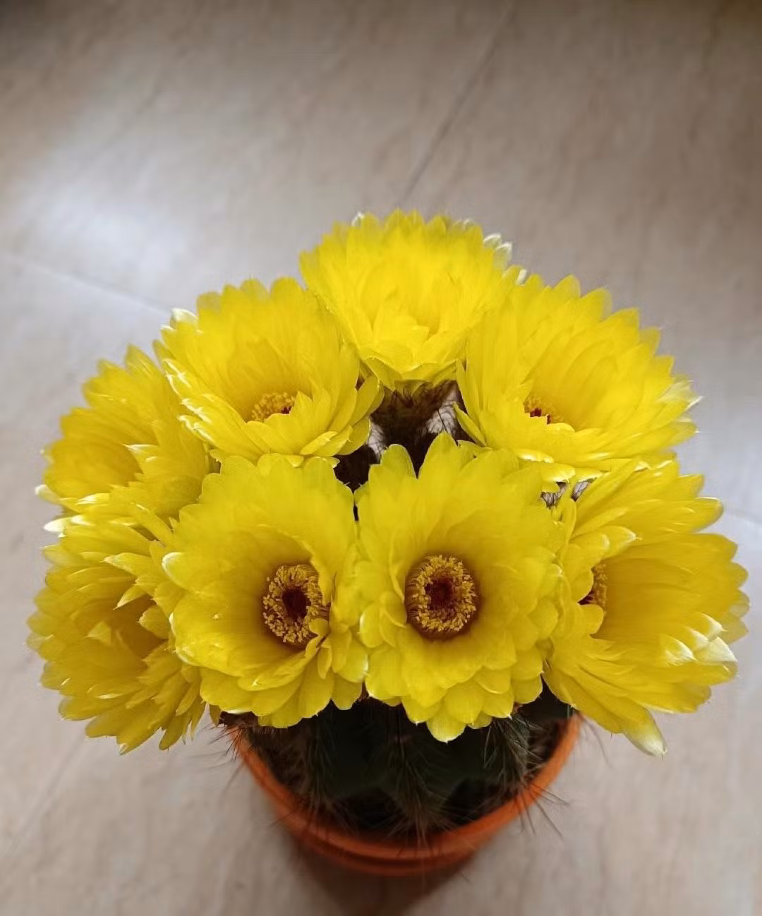 Xương rồng nói chung và xương rồng Hamato nói riêng có ý nghĩa rất quan trọng trong phong thủy. Cây cảnh này được nhà giàu ưa thích vì có thể gia tăng sự thịnh vượng cho gia đình. Trong phong thủy, loại cây này có tác dụng trấn trạch, xua đuổi những điều không may mắn ra khỏi nhà. Ảnh minh họa Toutiao 