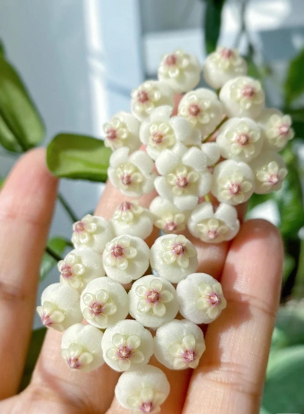 Có người lại nhìn chúng giống như viên ngọc nhỏ màu trắng tươi tắn, quyến rũ. Có người lại thấy chúng giống như những chiếc cúc áo, sáng bóng, căng tròn... Ảnh minh họa Toutiao