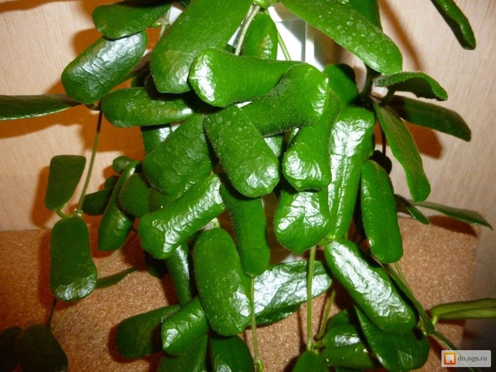 Không chỉ có những chiếc lá độc đáo, hoa cẩm cù lá vuông cũng rất dễ thương, sáng bóng như những viên ngọc bích, tươi đẹp và sang chảnh. Cẩm cù lá vuông có tên khoa học là Hoya Rotundiflora hoặc Hoya Square Leaf, thuộc họ Thiên lý (Aspergillus). Ảnh minh họa Pinterest 