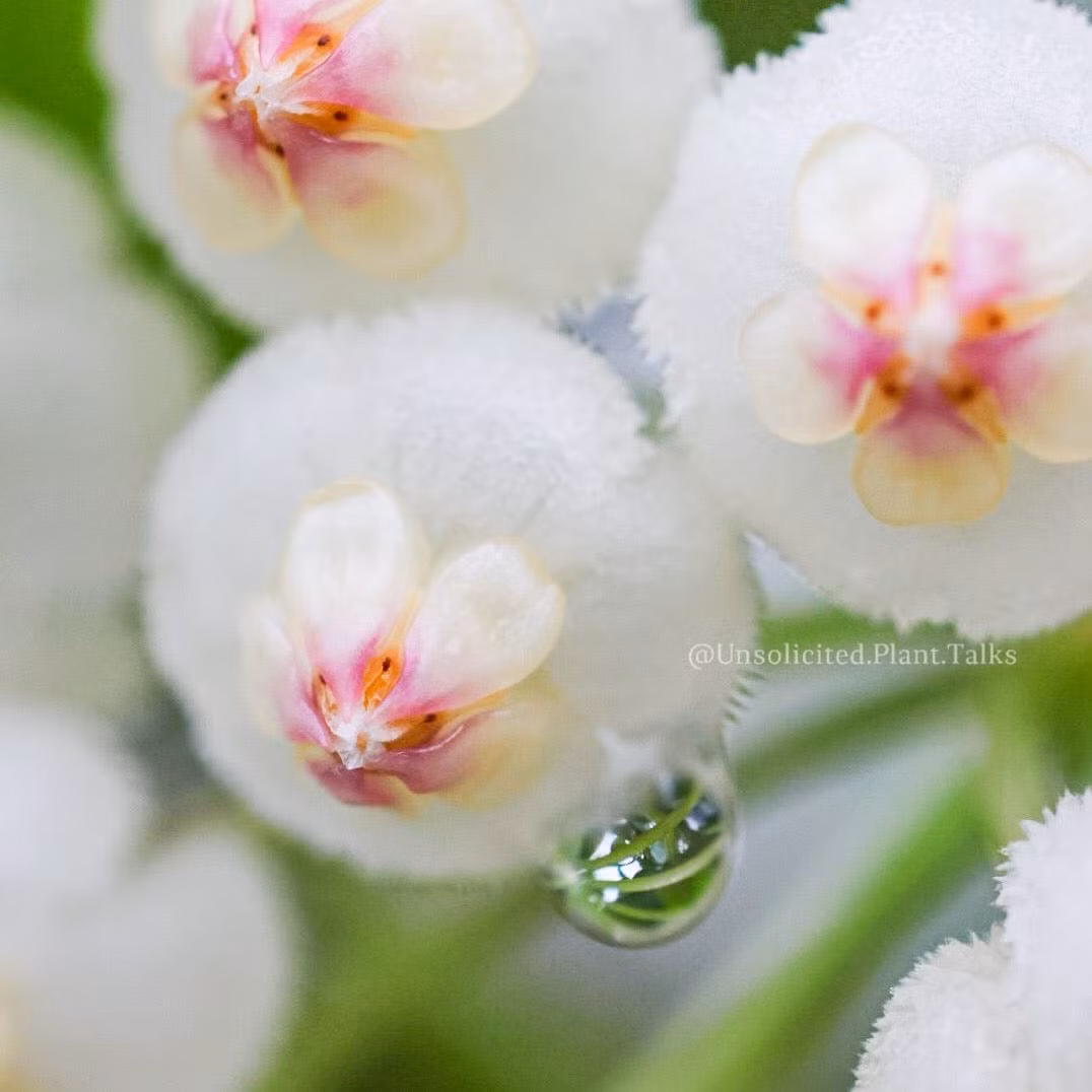 Trong phong thủy, hình vuông, hình chữ nhật hay hình tròn mang ý nghĩa thu hút những năng lượng tích cực, như ý, hoàn hảo, khiến mọi việc trở nên hanh thông, thuận lợi hơn. Ảnh minh họa unsolicitedplanttalks