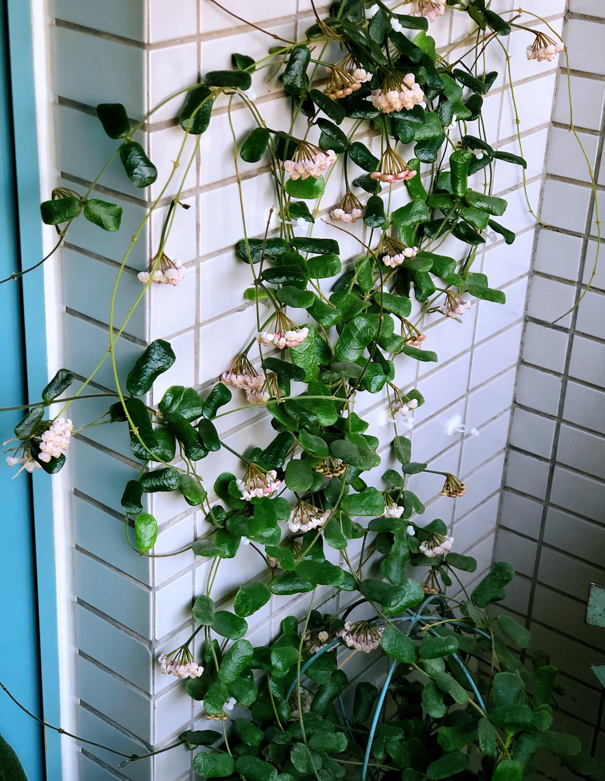  Hình dáng cây giống như thác nước, có tác dụng trang trí rất tốt. Nó rất thích nghi khi trồng trong chậu hoa và có thể trồng trong chậu nhỏ có đường kính khoảng 15 cm. Cây cảnh cũng rất ít sâu bệnh. Chỉ cần bạn chăm sóc tốt thì cây cảnh có thể nở hoa vào tất cả các mùa. nh minh họa Toutiao 