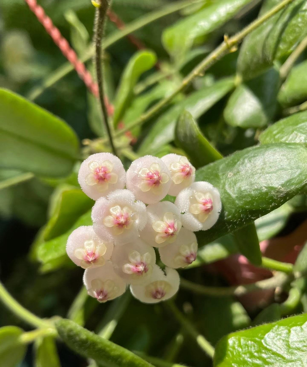 Ngoài ra, hoa cẩm cù lá vuông có mùi thơm nồng nàn, dễ chịu, tựa như hương thơm của hoa dành dành. Hương thơm vào ban ngày nhàn nhạt nhưng vào ban đêm thơm nồng hơn, tươi mát dễ chịu. Ảnh minh họa Toutiao 