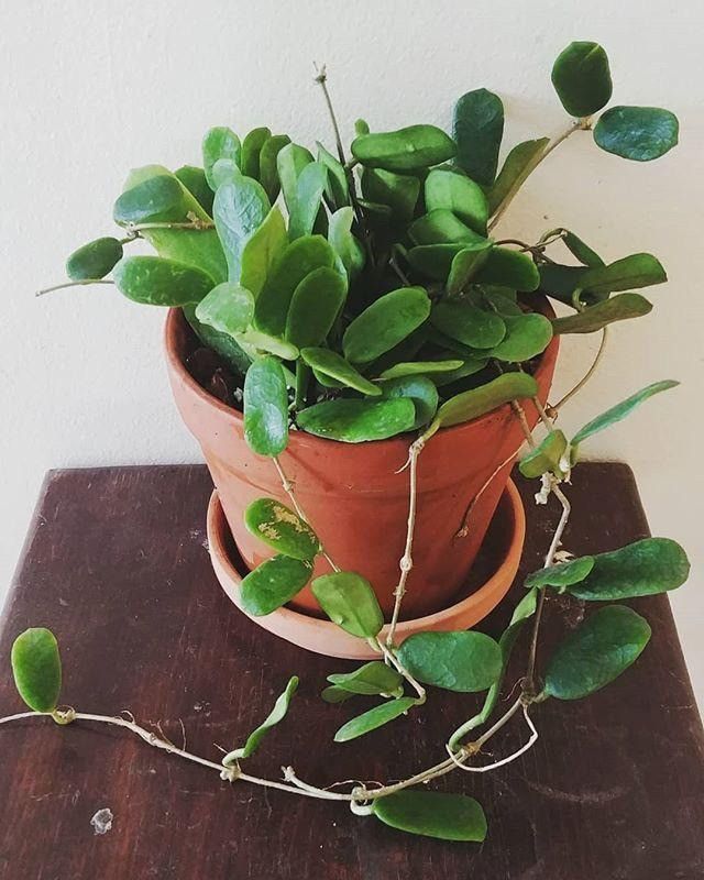 Người xưa có những câu nói như "trời tròn, đất vuông" hay "mẹ tròn, con vuông" chính là ngụ ý về sự viên mãn, trọn vẹn. Do đó, trồng cây cảnh cẩm cù lá vuông, hoa tròn trong nhà mang lại sự may mắn về mặt phong thủy giúp thu hút tài lộc và đem lại sự thịnh vượng trong cuộc sống cho gia chủ. Ảnh minh họa reddit