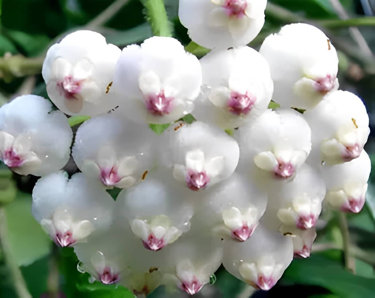 Hoa cẩm cù lá vuông cũng rất đẹp. Mỗi chiếc cuống đơn sẽ mọc nhiều bông hoa nhỏ cùng lúc. Những bông hoa nhỏ có hình dạng như những chiếc bánh bao hấp, có màu trắng đến hồng, rất dễ thương và thú vị.