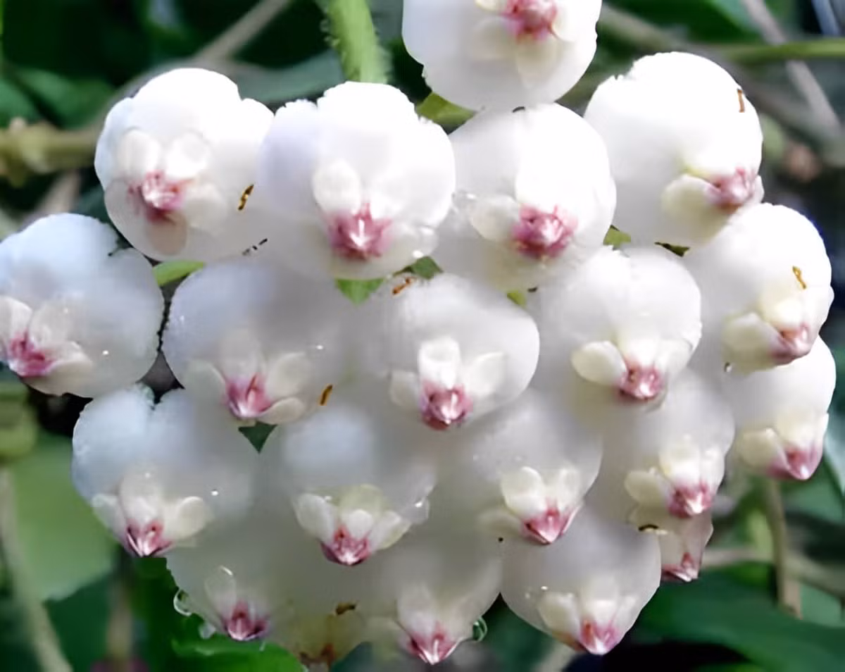 Hoa cẩm cù lá vuông cũng rất đẹp. Mỗi chiếc cuống đơn sẽ mọc nhiều bông hoa nhỏ cùng lúc. Những bông hoa nhỏ có hình dạng như những chiếc bánh bao hấp, có màu trắng đến hồng, rất dễ thương và thú vị.