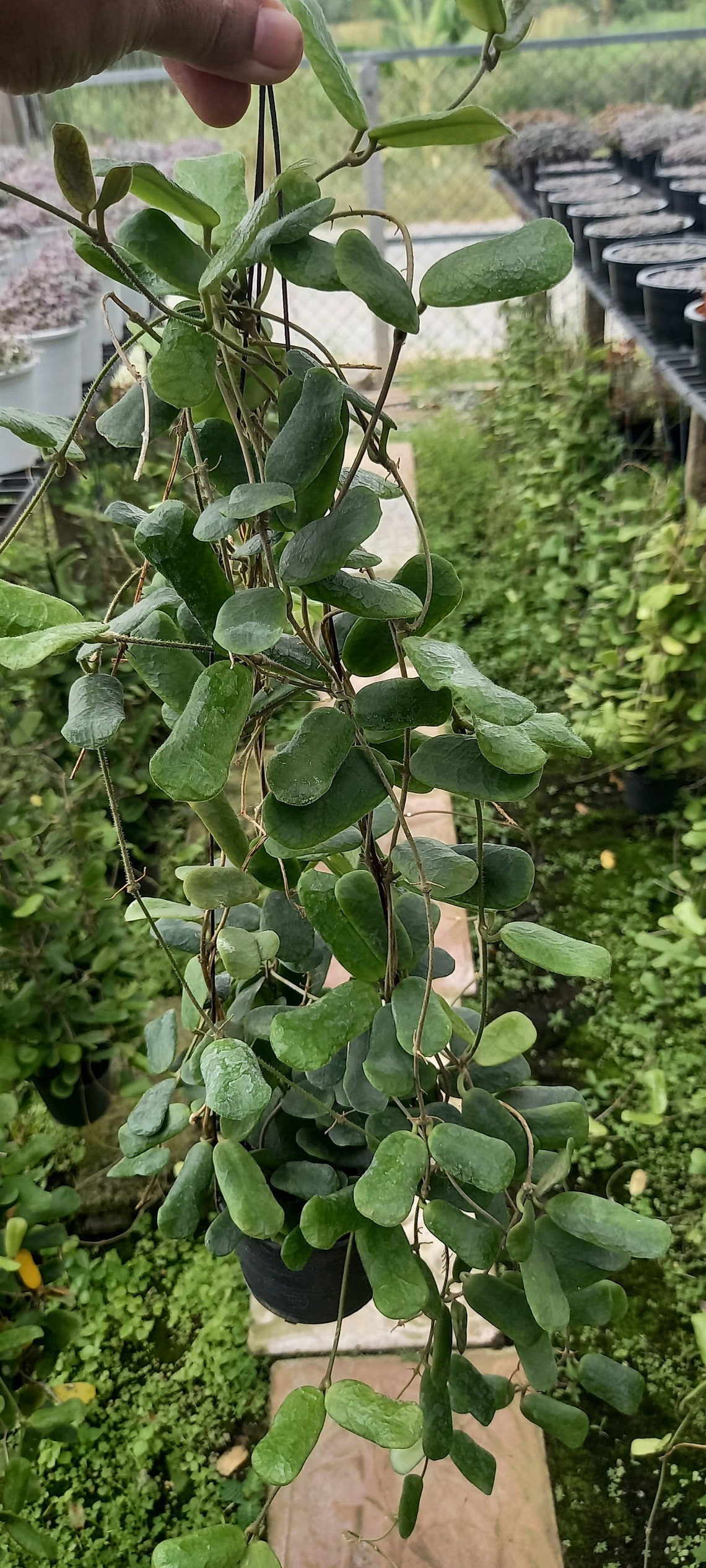  Lá của nó có hình chữ nhật, nhiều thịt, mặt lá có lông trắng mịn, màu xanh ngọc lục bảo, sáng bóng và xanh quanh năm. Ngay cả khi cây cảnh này chưa nở hoa thì những chiếc lá cũng đáng để ngắm nhìn. Ảnh minh họa etsy