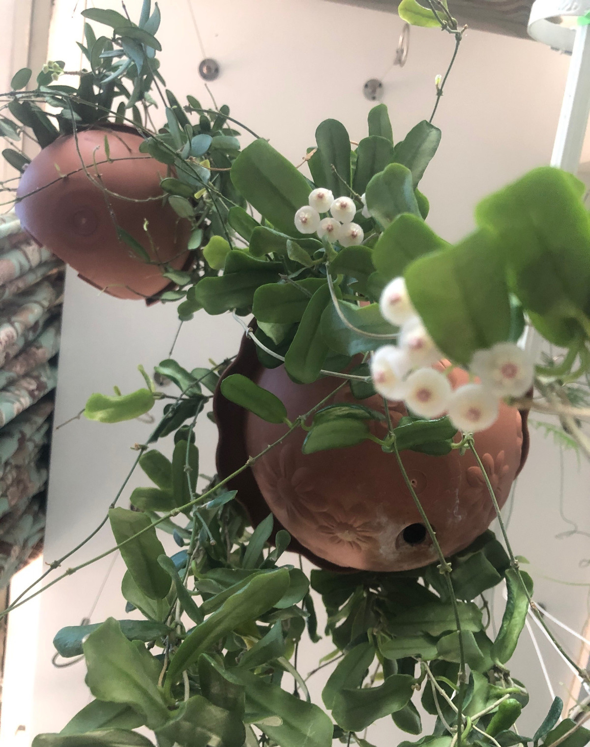  Cẩm cù là cây cảnh tương đối chịu bóng râm, yêu cầu về ánh sáng cũng không khắt khe lắm, rất thích hợp trồng trong nhà, bên bậu cửa hay ban công, hiên nhà... (Ảnh minh họa Toutiao)