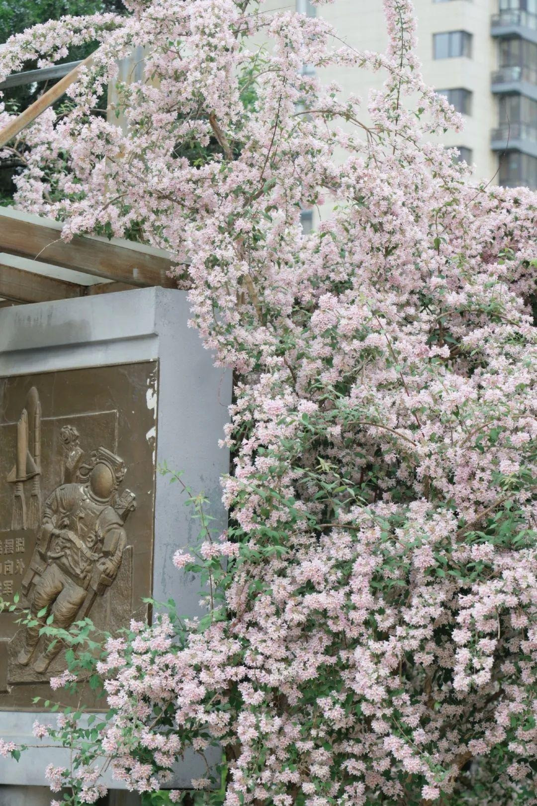 br/> Cây bụi đẹp rất dễ chăm sóc, tuy nhiên bạn sẽ phải cắt tỉa nó thường xuyên vì nó có thể phát triển khá rậm rạp trong điều kiện tốt. Đặc biệt, cây cảnh này ít gặp vấn đề về sâu bệnh và sẽ mời nhiều loài thụ phấn đến khu vườn của bạn, vì vậy đây là một loại cây tốt để trồng gần vườn rau quả.