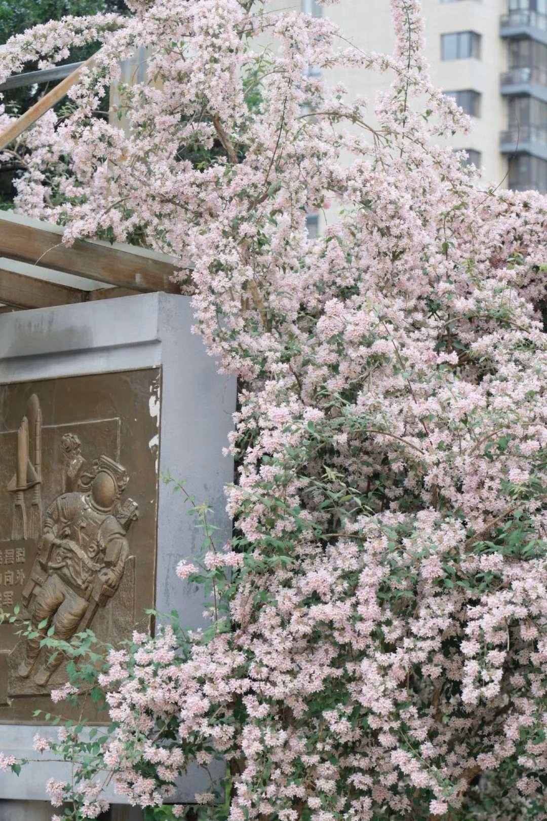 br/> Cây bụi đẹp rất dễ chăm sóc, tuy nhiên bạn sẽ phải cắt tỉa nó thường xuyên vì nó có thể phát triển khá rậm rạp trong điều kiện tốt. Đặc biệt, cây cảnh này ít gặp vấn đề về sâu bệnh và sẽ mời nhiều loài thụ phấn đến khu vườn của bạn, vì vậy đây là một loại cây tốt để trồng gần vườn rau quả.