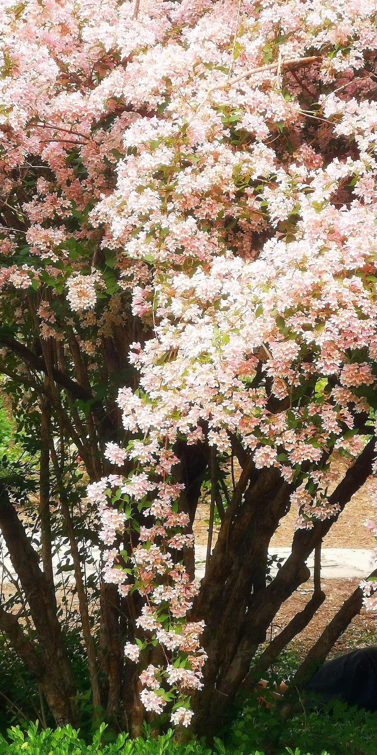  Hoa "bụi đẹp" nhìn xa giống như anh đào. Chúng nở rộ phù dày đặc trên cành, khiến các cành trĩu cong xuống như thác đổ, đung đưa trong gió. Hoa có màu phấn hồng hoặc màu kem, rất dịu dàng và lãng mạn.