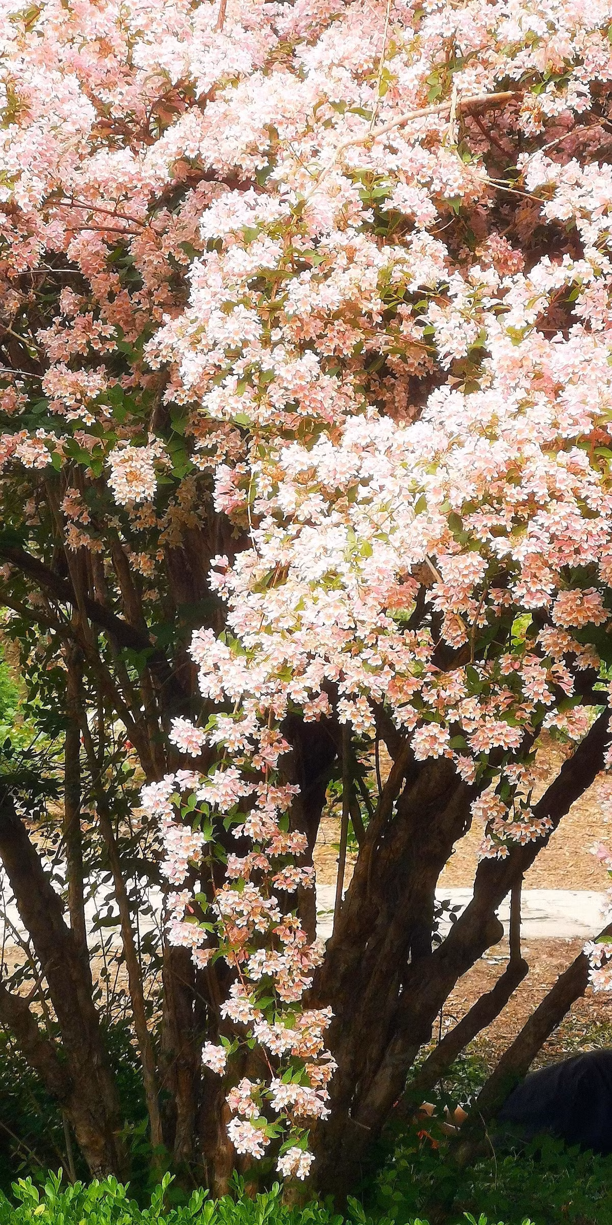  Hoa "bụi đẹp" nhìn xa giống như anh đào. Chúng nở rộ phù dày đặc trên cành, khiến các cành trĩu cong xuống như thác đổ, đung đưa trong gió. Hoa có màu phấn hồng hoặc màu kem, rất dịu dàng và lãng mạn.